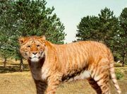 A liger is the offspring of a male lion and female tiger