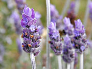 Lavender oil is distilled from the lavender flower