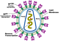 Diagram of enveloped HIV