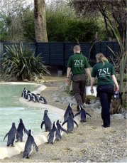 Keepers Tim and Jane with London Zoo's black footed penguins at feeding time.