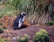 A magellanic penguin at its burrow