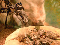Maiasaur with hatchlings, at the Wyoming Dinosaur Center