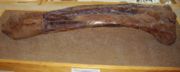 Right femur of Maiasaura.