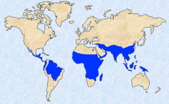 Areas of the world where malaria is endemic (coloured blue).