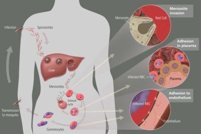 The life cycle of malaria parasites in the human body. The various stages in this process are discussed in the text.