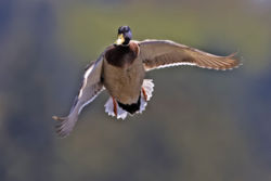 Male Mallard Duck in midflight