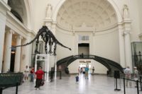 Mamenchisaurus with Boy in Blue, Field Museum, 2005