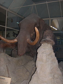 One-of-a-kind stuffed mammoth in The Museum of Zoology, St. Petersburg, found from River Berezovka