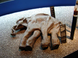 Preserved baby mammoth remains in Lucerne, Switzerland