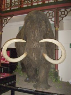 A full size reconstruction of a mammoth at Ipswich Museum, Ipswich, Suffolk 