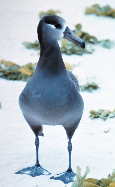 Image:Black footed albatross.jpg