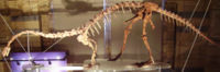 Massospondylus at the Natural History Museum, London.