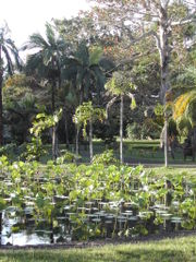 Pamplemousses Botanical Garden, north of Port Louis.