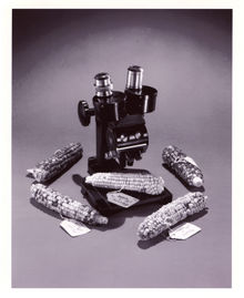 McClintock's microscope and ears of corn on exhibition at the National Museum of Natural History.