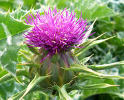 Thistle Flower