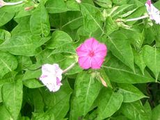 Mirabilis jalapa