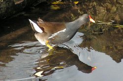 Common Moorhen