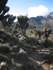 Garden of the Senecias, with part of Kibo in the background.