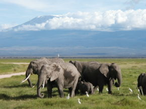 Kilimanjaro viewed from Amboseli National Park