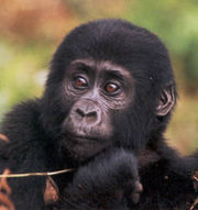 Young gorilla 2-3 years old