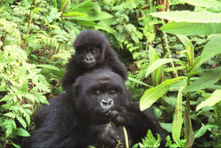 Mother and child in Volcans National Park, Rwanda