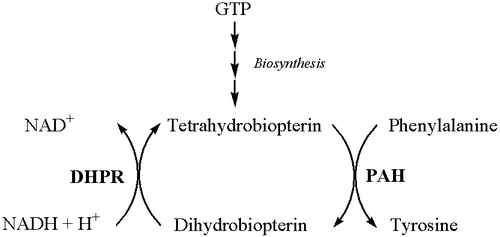 Simplified pathway for phenylalanine metabolism