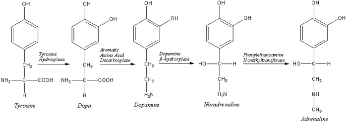Biosynthesis of neurotransmitters from tyrosine