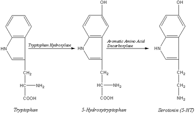 Biosynthesis of the neurotransmitter serotonin