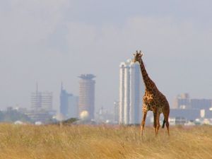 A lone giraffe at Nairobi National Park, with Nairobi's skyline in background.