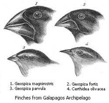 The Galápagos Islands hold 13 species of finches that are closely related and differ most markedly in the shape of their beaks. The beak of each species is suited to its preferred food, suggesting that beak shapes evolved by natural selection. See also character displacement, adaptive radiation, divergent evolution.