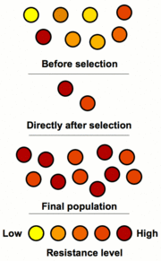 Figure 1: Schematic representation of how antibiotic resistance is enhanced by natural selection. The top section represents a population of bacteria before exposure to an antibiotic. The middle section shows the population directly after exposure, the phase in which selection took place. The last section shows the distribution of resistance in a new generation of bacteria. The legend indicates the resistance levels of individuals.