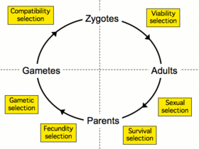 Figure 2: The life cycle of a sexually reproducing organism. Various components of natural selection are indicated for each life stage.