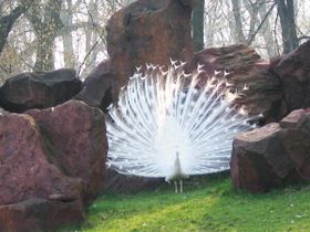 The exuberant tail of the peacock is thought to be the result of sexual selection by females. This peacock is an albino - it carries a mutation that makes it unable to produce melanin. Selection against albinos in nature is intense because they are easily spotted by predators or are unsuccessful in competition for mates, and so these mutations are usually rapidly eliminated by natural selection