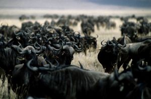 Wildebeast in Ngorongoro Conservation Area, Tanzania. Note the tendency to congregate, one of nature's displays of what is sometimes called the herding instinct or herd behavior.