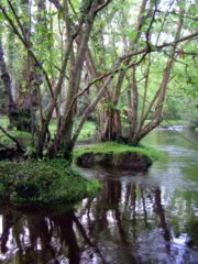 Alder trees by the Beaulieu river near Fawley ford.jpg