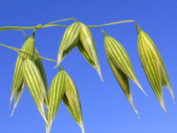 Closeup of oat kernels