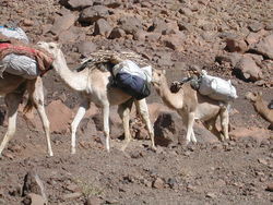 A caravan of dromedaries in Algeria. Much of the Radhanites' overland trade between Tangier and Mesopotamia would have been transported by camel.