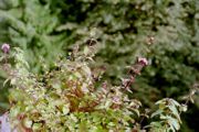 Oregano growing in a field.