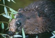 An abundance of Beavers gave Oregon the nickname the Beaver State.